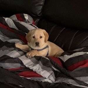 Meet your Posher, Bonnie